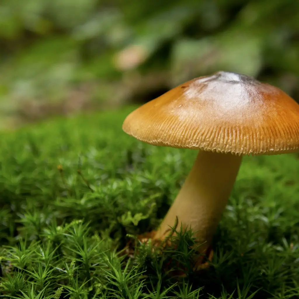 Photo By Mark Coenraads On Unsplash